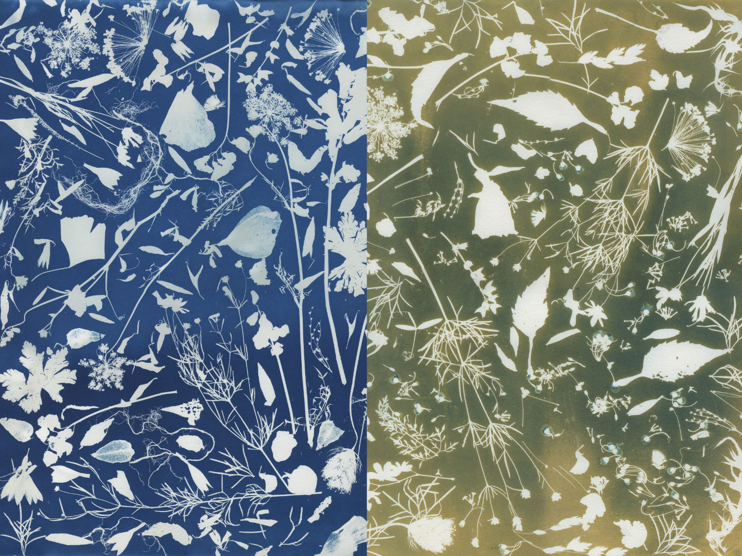 Detail examples of Jaden's cyanotypes